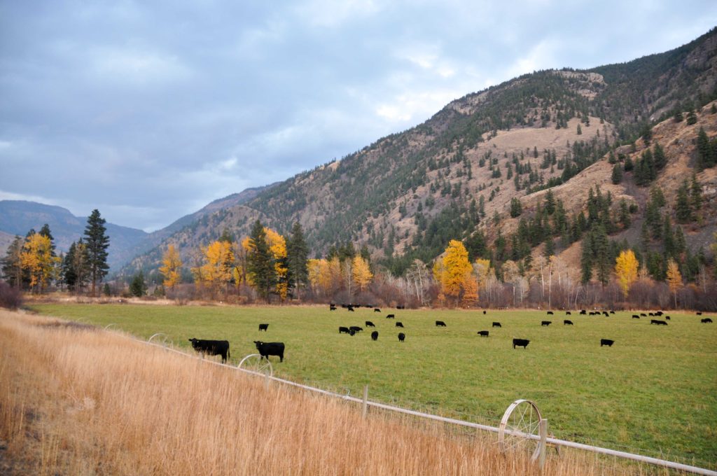 Wayhome Ranch >Olalla, BC | 212 Acres | High Producing Cattle Operation | 2 Residences | 50×80 Dream Shop | Cattle Handling System | 6 Stall Horse Barn Wayhome Ranch >Olalla, BC | 212 Acres | High Producing Cattle Operation | 2 Residences | 50×80 Dream Shop | Cattle Handling System | 6 Stall Horse Barn
