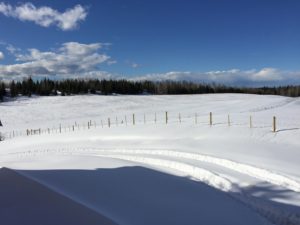 Quesnel Farm Dale Lake Road