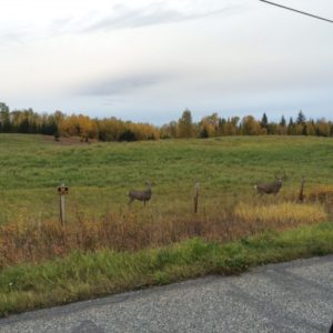 Quesnel Farm Dale Lake Road