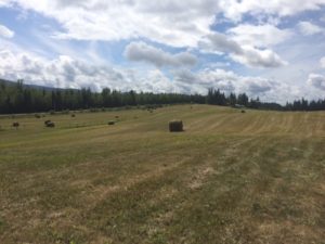 Quesnel Farm Dale Lake Road