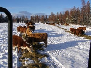 Guichon Creek Ranch