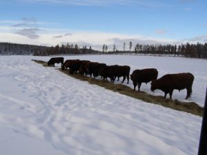 Guichon Creek Ranch