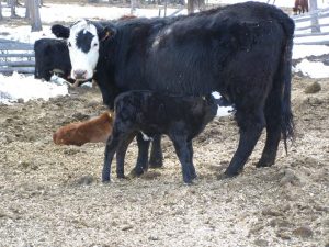 Guichon Creek Ranch